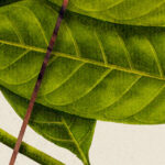 The Christian Life - Ligonier Editorial