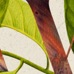 The Covenant of Works